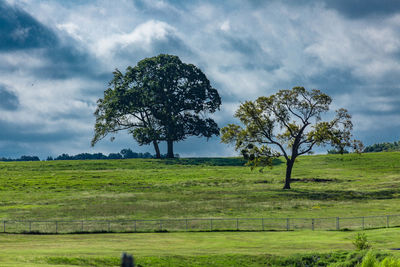 Tree on field against sky