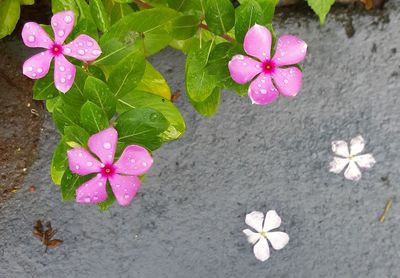 High angle view of pink flowering plant