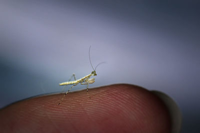 Close-up of tiny praying mantis on finger