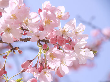 Close-up of pink cherry blossoms in spring