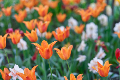 Close-up of yellow flowering plants