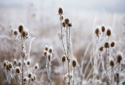 Close-up of dandelion