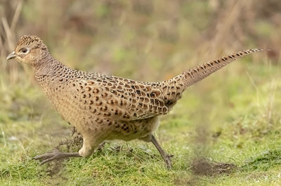 Side view of giraffe on field