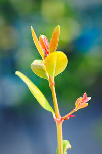 Close-up of yellow flowering plant