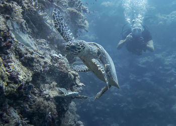 Fish swimming in sea