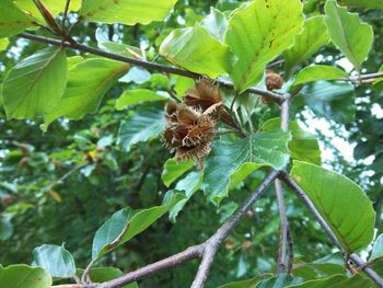 Close-up of green flower blooming on tree