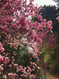 Close-up of pink flowers on tree