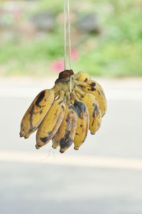 Close-up of fruit hanging on plant