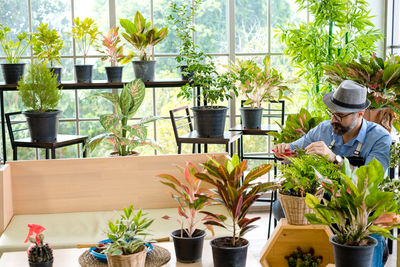 Potted plants on table