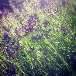 Close-up of purple flowers growing in field