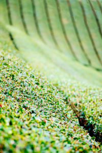 Full frame shot of plants on land