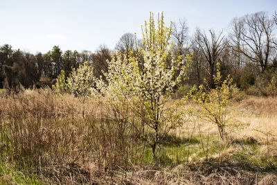 Plants growing on field against sky