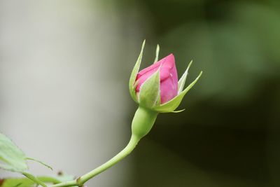 Close-up of pink flower bud