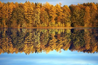 Autumn tree by lake in forest