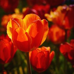 Close-up of red tulip