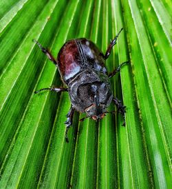 Close-up of insect on leaf