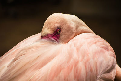 Close-up of a bird