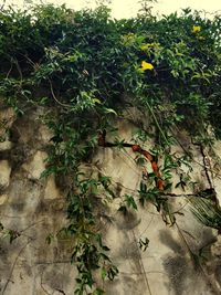 Ivy growing on tree