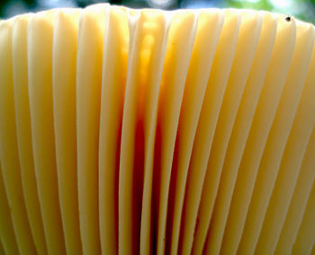 Close-up of pattern