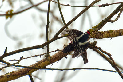 Low angle view of a bird on tree