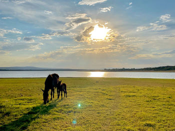 Horses on beach during sunset