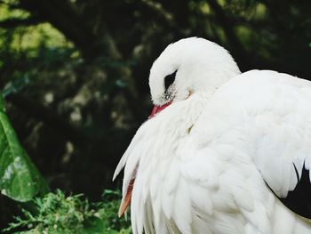 Close-up of white bird