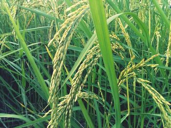 Close-up of wheat growing on field