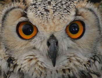 Close-up portrait of owl