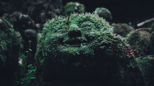 Close-up of moss covered statue in garden