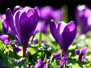 Close-up of purple crocus flowers