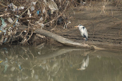 Bird perching on a river sabato 