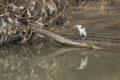 Bird perching on a lake