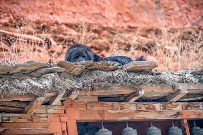 Clothes drying on a wall