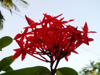 Low angle view of red flowers growing on plant
