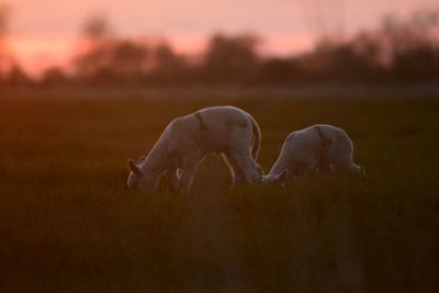 Lambs grazing on grass at sunset