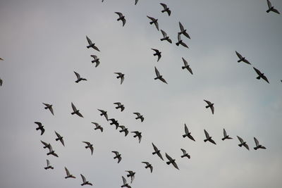 Low angle view of birds flying against sky