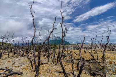 Bare trees on field against sky