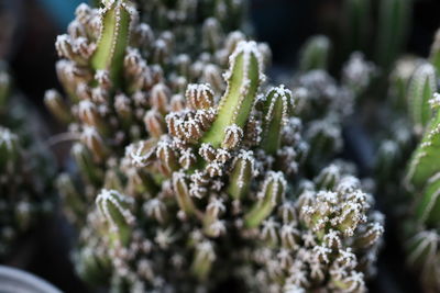 Close-up of green plant