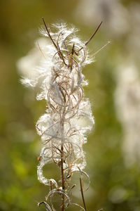 Close-up of wilted plant