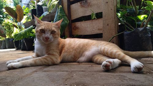 Portrait of a cat resting