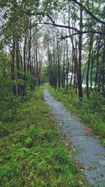 View of trees in forest