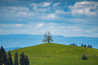 Trees on field against sky