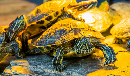 Close-up of turtle on rock