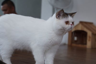 Close-up of cat on table at home