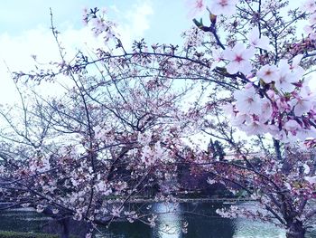 Low angle view of cherry blossoms against sky