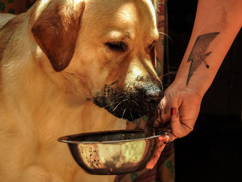 Cropped image of hand feeding labrador retriever