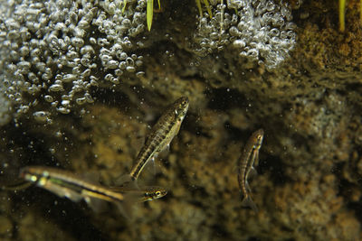 Close-up of fishes swimming in sea