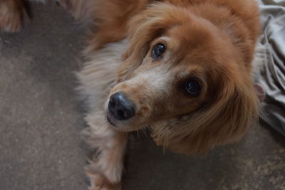 Close-up portrait of dog