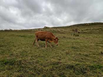 A cow grazing in field