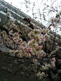 Low angle view of apple blossoms in spring